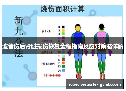 波普伤后肾脏损伤恢复全程指南及应对策略详解
